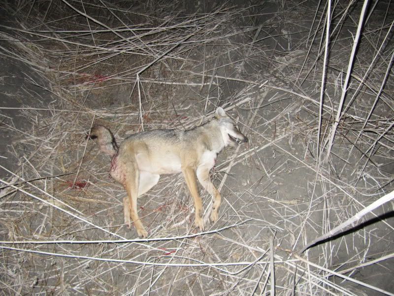Baiting coyotes with dog poop? | Varmint & Small Game Hunting | Texas